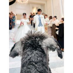 リングドッグ　ミニチュアシュナウザーの画像2