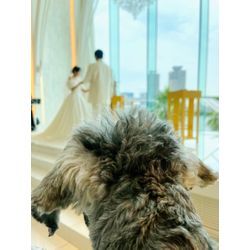 リングドッグ　ミニチュアシュナウザーの画像1