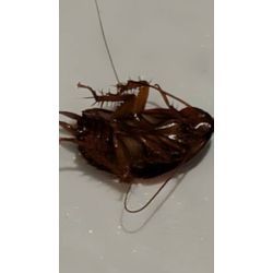 東京都足立区ゴキブリ駆除の画像1