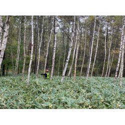 地域の白樺の間伐のお手伝いの画像1