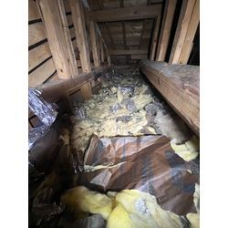 タヌキ　追い出し　侵入対策　福岡県　長崎県　佐賀県の画像2