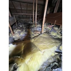 タヌキ　追い出し　侵入対策　福岡県　長崎県　佐賀県の画像1