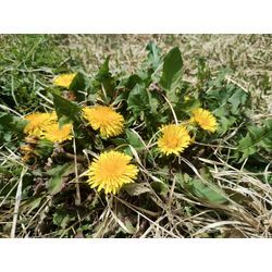 高崎市で庭木剪定見積訪問の後、下仁田町で草刈＆雑木伐採仕上げ　群馬高崎の植木屋ゆうさんSortBlogの画像3