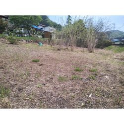 高崎市で庭木剪定見積訪問の後、下仁田町で草刈＆雑木伐採仕上げ　群馬高崎の植木屋ゆうさんSortBlogの画像1