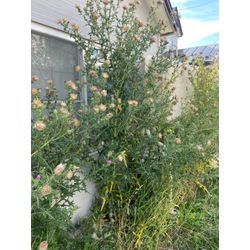 【現場レポート】気づけば草丈2m！戸建て借家のお庭をまるごと草刈りの画像1