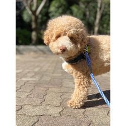 いつも環境で安心　ペットシッターの画像1