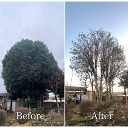 さいたま市 暗くなった庭を明るく｜大きく育った樹木の剪定事例 樹高・枝張りを抑えて管理｜庭木剪定 特殊伐採 高木剪定の画像1