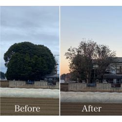 さいたま市 暗くなった庭を明るく｜大きく育った樹木の剪定事例 樹高・枝張りを抑えて管理｜庭木剪定 特殊伐採 高木剪定の画像2