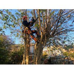 さいたま市 暗くなった庭を明るく｜大きく育った樹木の剪定事例 樹高・枝張りを抑えて管理｜庭木剪定 特殊伐採 高木剪定の画像3