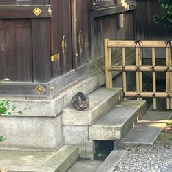 夏本番です。夏時間　、夏季休業期間についての画像1