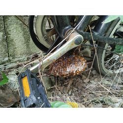 今日も休日はマックに出勤♪　〜群馬高崎の植木屋おやじShortBlog〜の画像2