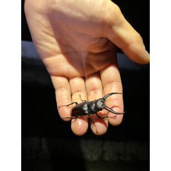 今年も誠にありがとうございました！の画像2