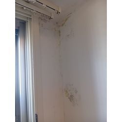 壁紙クロスのカビ除去の画像1