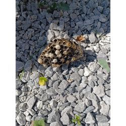 ☆蜂の巣駆除☆城南区の画像2