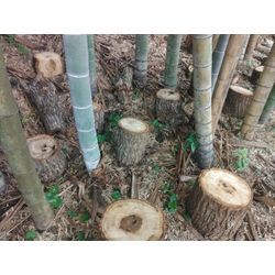 竹林でのアグロフォレストリーの画像1