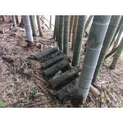 竹林でのアグロフォレストリーの画像2