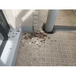 鳥害対策の画像1