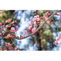 どこで撮る？迷ったらご相談ください⭐︎おすすめ神社、あります！の画像3