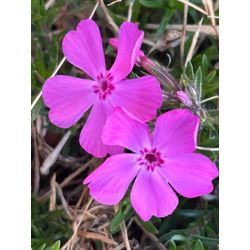 自分の身体に「ありがとう」言っていますか？✨の画像3