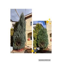 コニファー（ブルーエンジェル）の剪定（切り縮め）をしました！の画像2