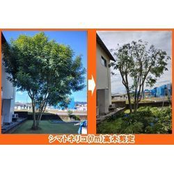 ★庭木剪定ＰＲ強化期間(10/23〜10/25ご予約)サービス★【シマトネリコ高木剪定に限り2千円引中】～群馬の植木屋～の画像1