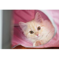 はじめましての画像2