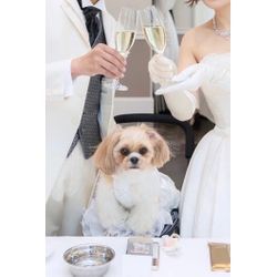 リングドッグ　感動に包まれましたの画像1