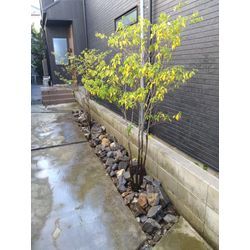 幡豆石のロックガーデンの画像1