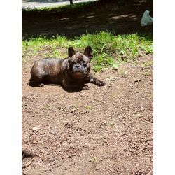 夏の避暑地キャンプ！平湯温泉で愛犬とまったりの画像2
