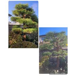 【秋の剪定｜松とイトヒバをスッキリお手入れしました】の画像3