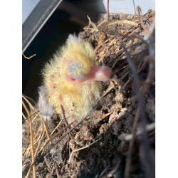 かわいいんですが。の画像1