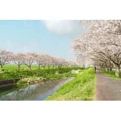 🌸 5日午後＠海の中道海浜公園で撮影受付中！ 🌸の画像1