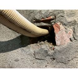 埼玉県にてネズミ被害駆除防除対策を行いました。の画像2