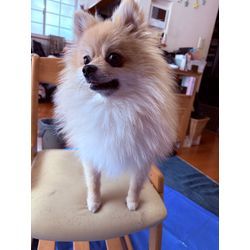 トリミングモデル募集中の画像2