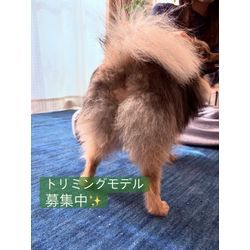 トリミングモデル募集中の画像1