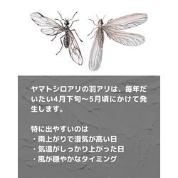 春の羽アリにはご注意を🪶！の画像3