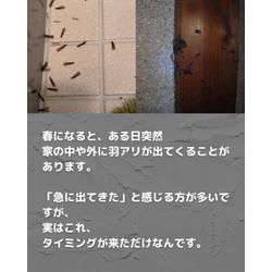 春の羽アリにはご注意を🪶！の画像2