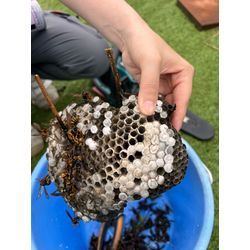 特大アシナガバチ　熊本市北区の画像3