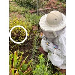 特大アシナガバチ　熊本市北区の画像1