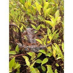 特大アシナガバチ　熊本市北区の画像2