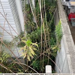 冬の訪れ直前‼10～11月は草むしりのベストタイミングです！冬を楽する最後のチャンスの画像1