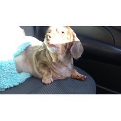 我が家の小さな番犬⁉️の画像1