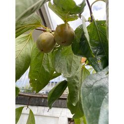 【家具移動＆柿収穫のお手伝い】の画像1