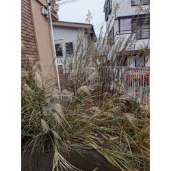 神奈川県横浜市金沢区にて草むしりを行いました　part.1の画像1