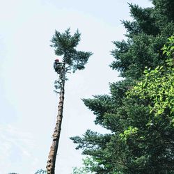 【軽井沢】隣家との境界沿いに育った高さ20mのモミの大木を特殊伐採で処理の画像2