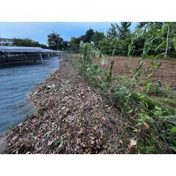 【北葛飾郡】ソーラー発電所の除草＆伐採作業　2025年7月22日の画像2