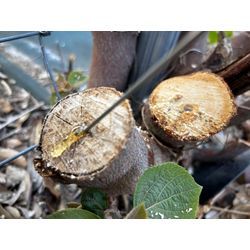 【北葛飾郡】ソーラー発電所の除草＆伐採作業　2025年7月22日の画像3