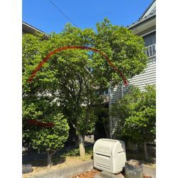 金木犀などの画像1