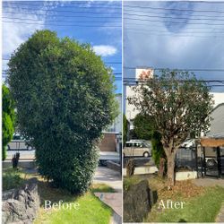 🌳【ビフォーアフターあり】うっそうとした木がスッキリ！プロの剪定で庭が生まれ変わりました✨の画像1