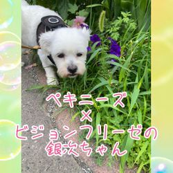 ペットシッターと家事代行サービスの併用も人気です♡の画像1